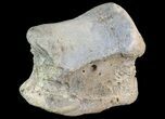 Ceratopsian Dinosaur Toe Bone - Alberta (Disposition #-) #71702-2